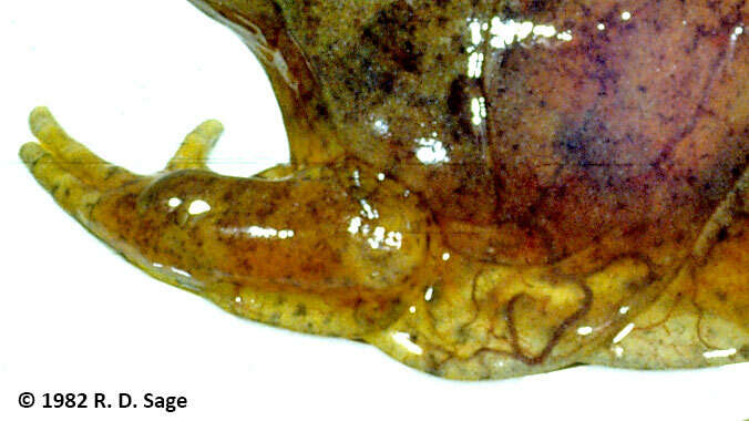 Atelognathus patagonicus (Gallardo 1962) resmi