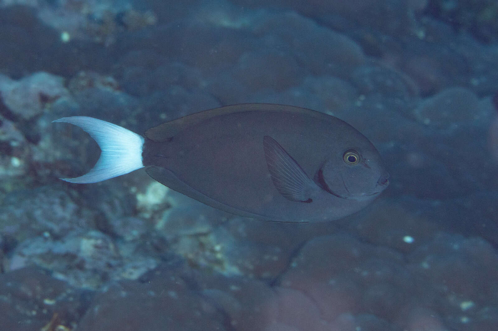 Image of Chocolate Surgeonfish