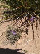 Image de Penstemon dasyphyllus A. Gray