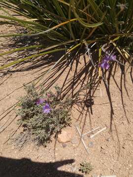 Image de Penstemon dasyphyllus A. Gray