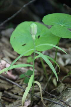 Слика од Fritillaria orientalis Adams