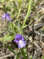 Plancia ëd Cleonia lusitanica (L.) L.