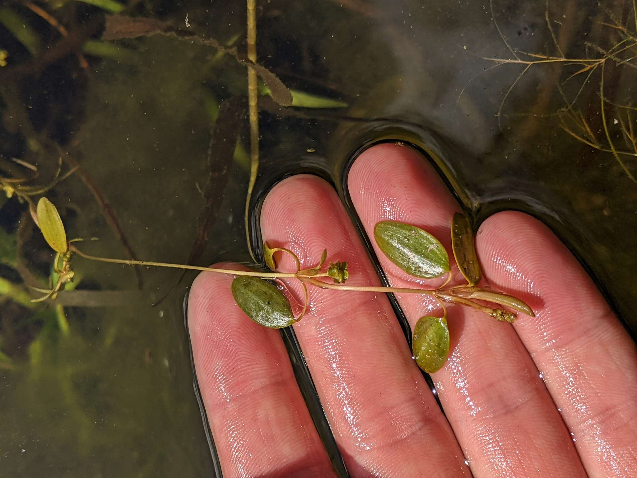 Sivun Potamogeton spirillus Tuck. kuva