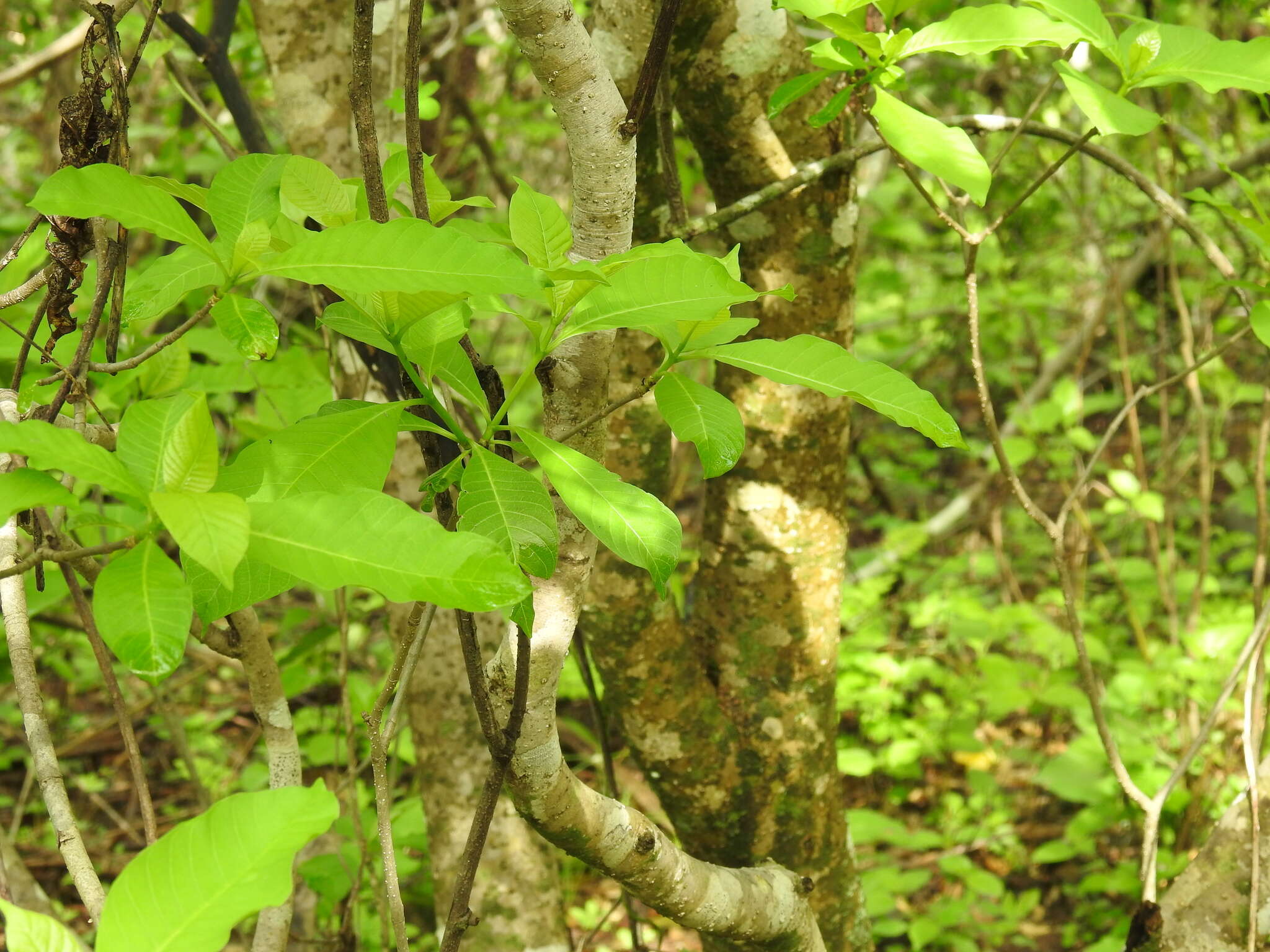 Sivun Tabernaemontana tomentosa (Greenm.) A. O. Simões & M. E. Endress kuva