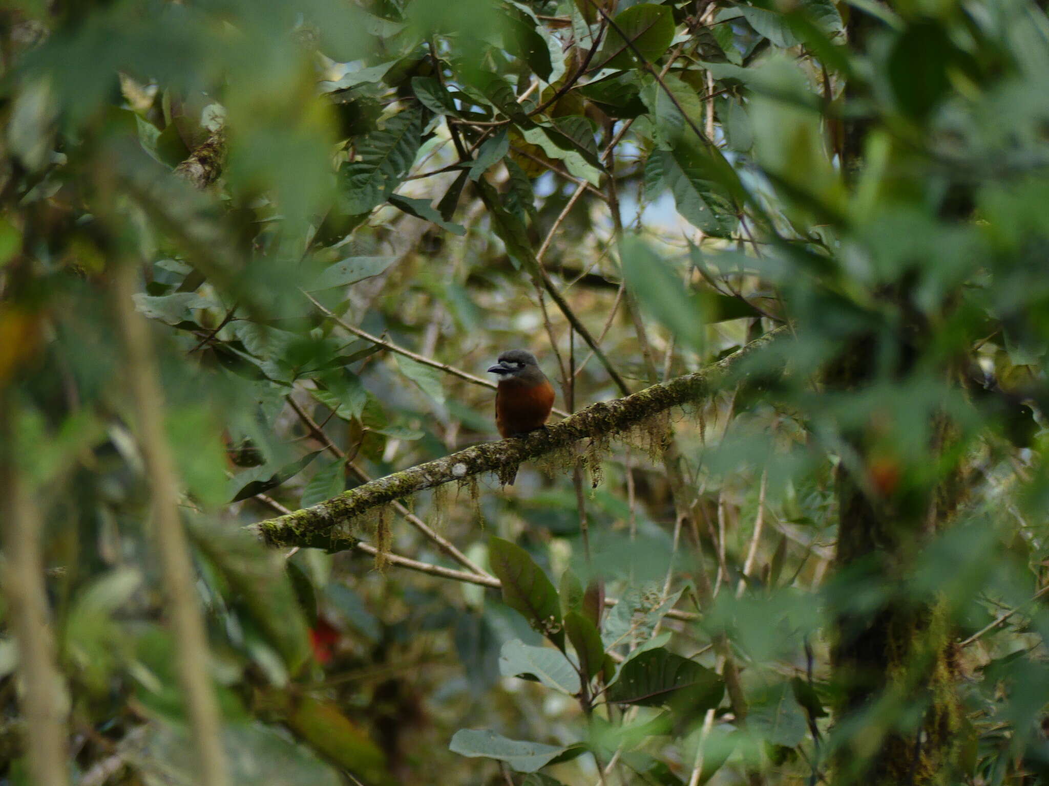 Image of Hapaloptila Sclater & PL 1881