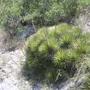 Image of Agave striata subsp. striata