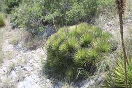 Agave striata subsp. striata resmi