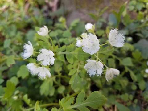 Image of fringed phacelia