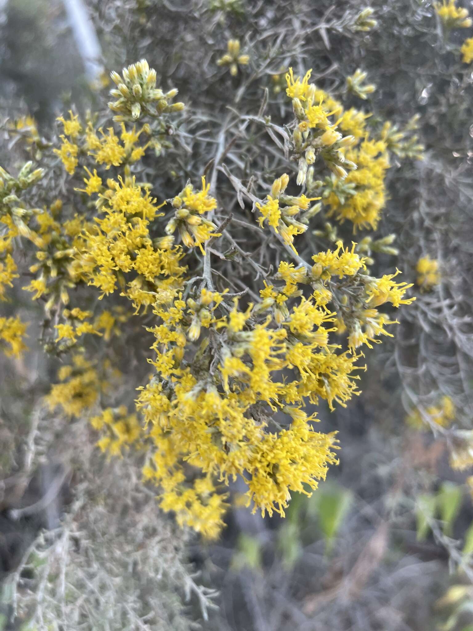 Слика од Gundlachia diffusa (Benth.) Urbatsch & R. P. Roberts