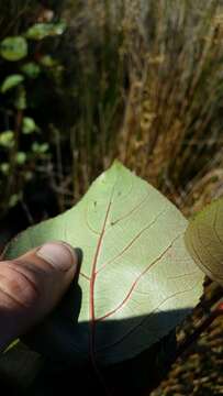 Image of Yunnan poplar