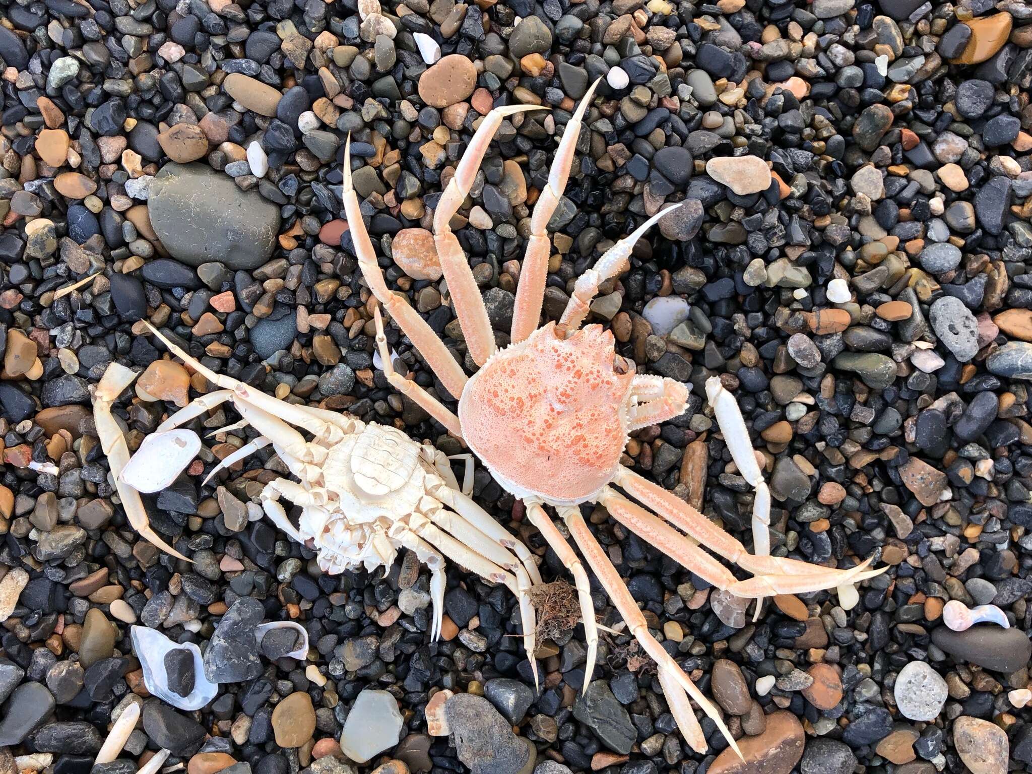 Image of Bairdi crab