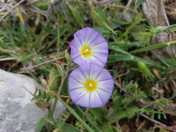 Convolvulus meonanthus Hoffmanns. & Link resmi