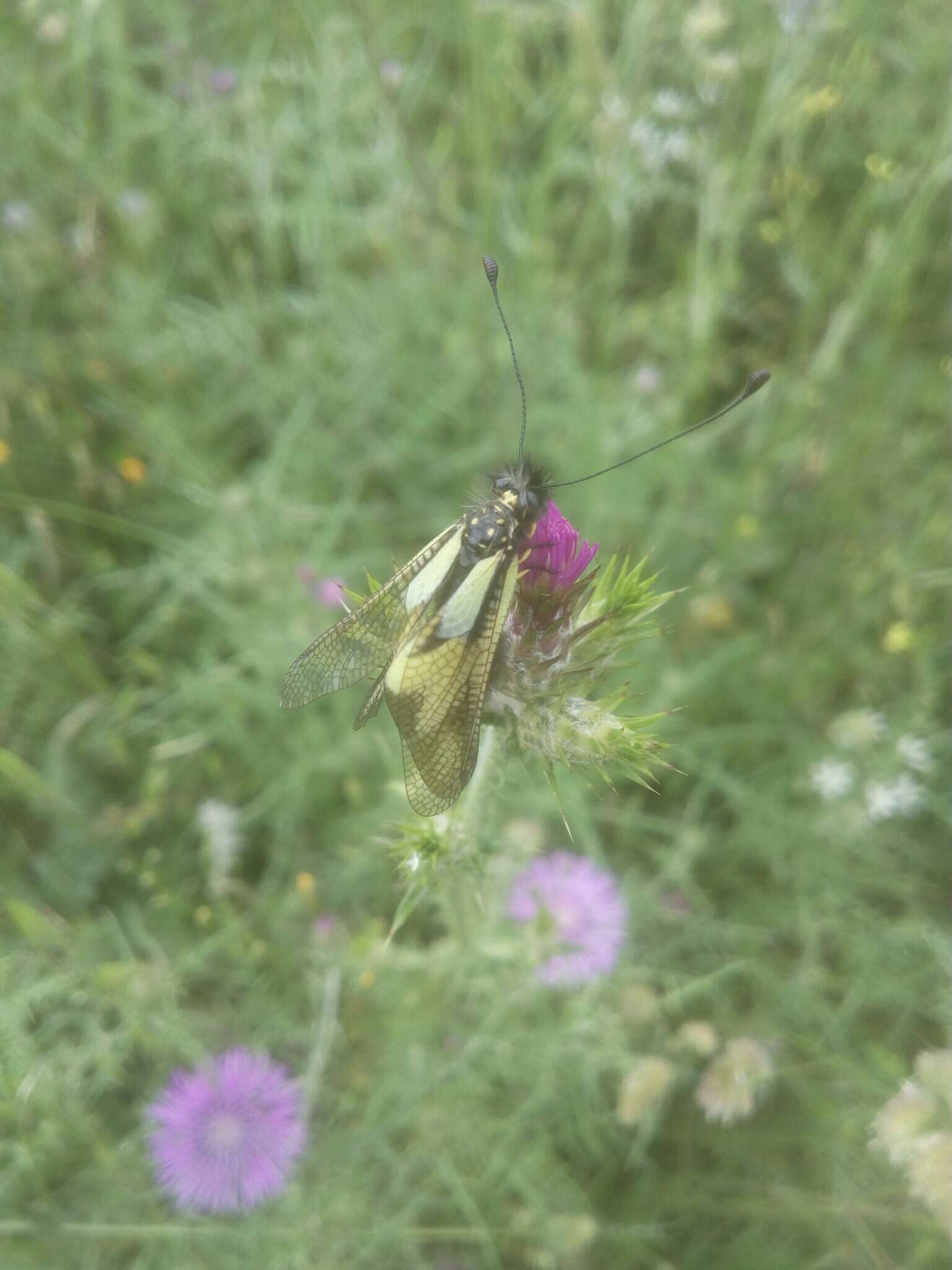 Image of Owly sulphur