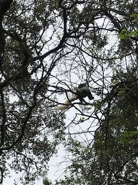 Image de Colobus caudatus Thomas 1885