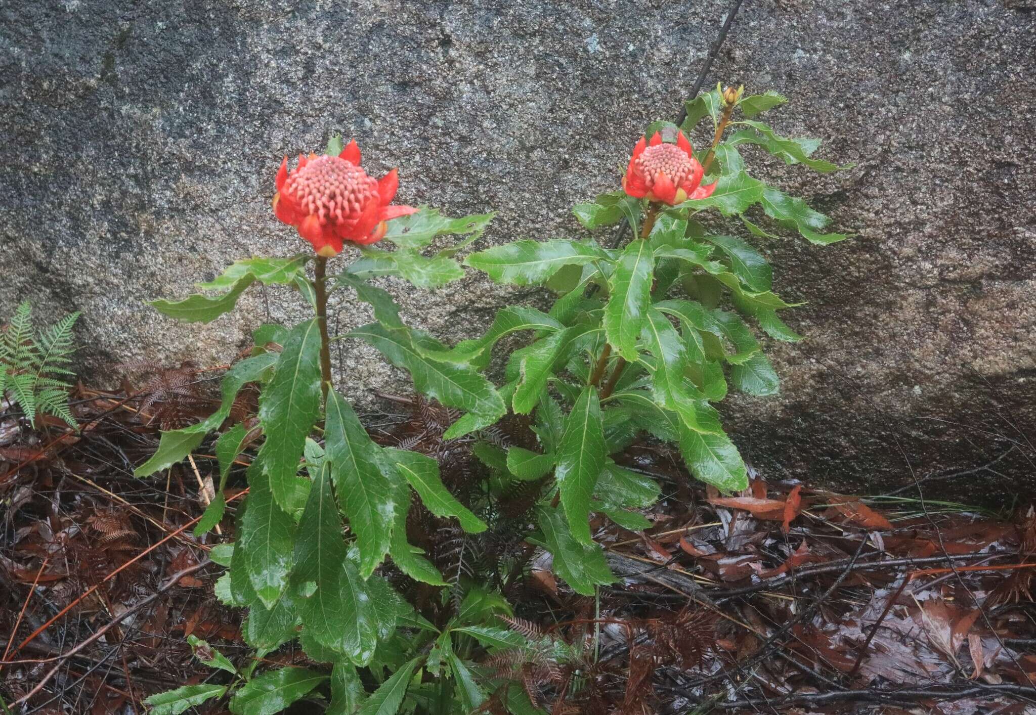 Image of Telopea aspera M. D. Crisp & P. H. Weston