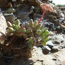 Слика од Crassula brevifolia subsp. psammophila Tölken