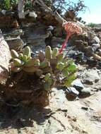 Image of Crassula brevifolia subsp. psammophila Tölken