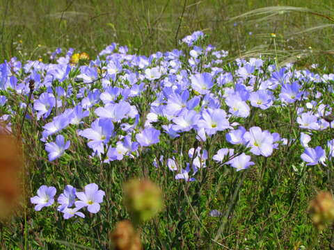 Imagem de Linum hirsutum L.