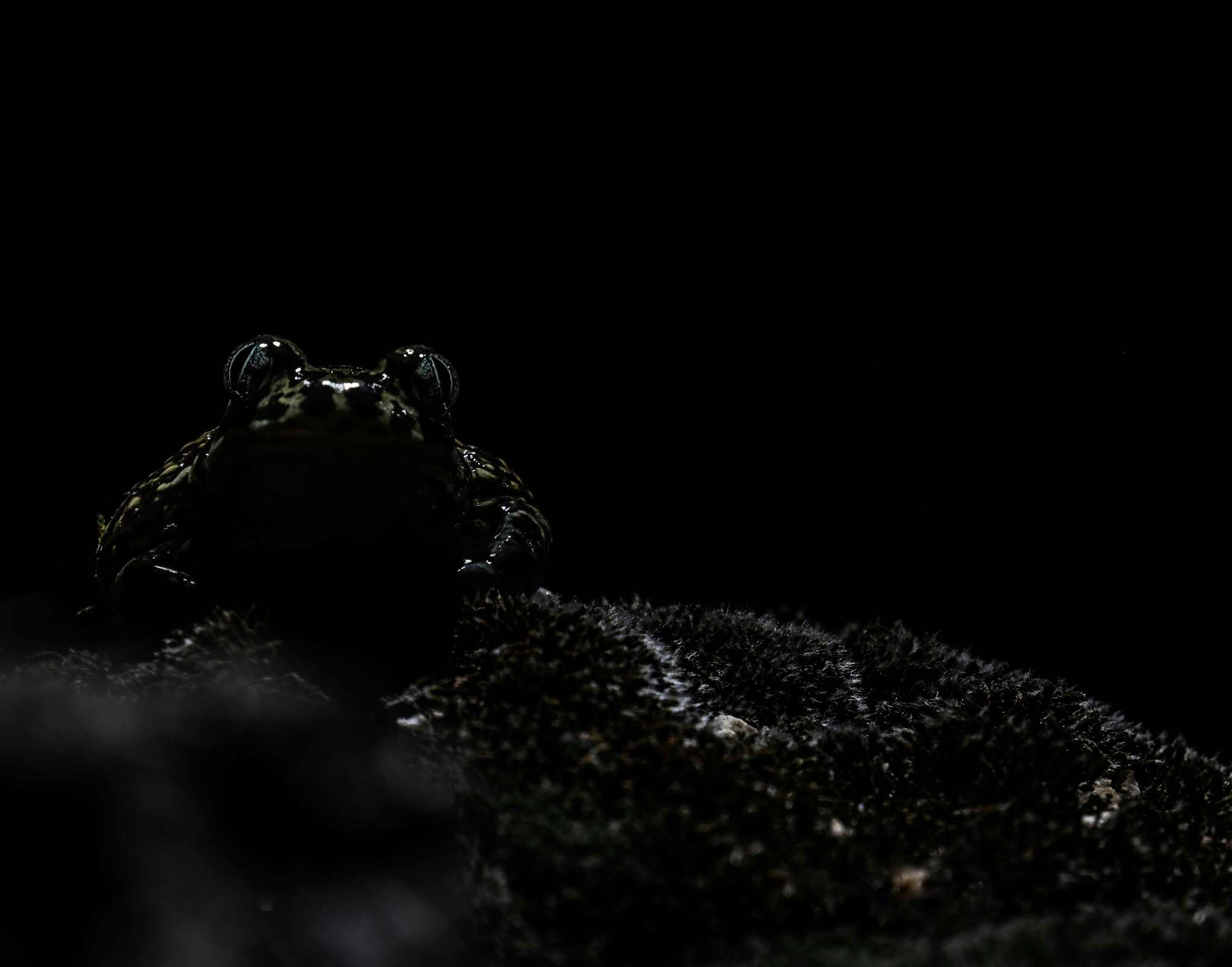 Image of Iberian Spadefoot Toad