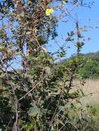 Image of Canary nettle