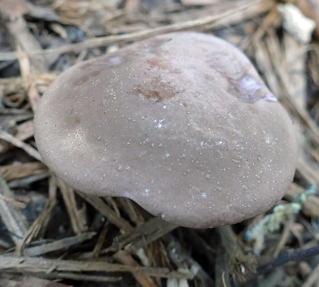 Image of Tylopilus violatinctus T. J. Baroni & Both 1998