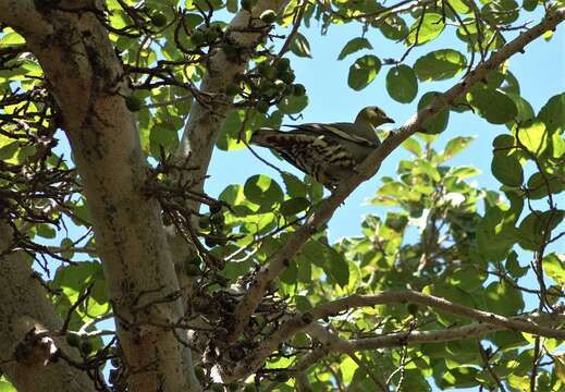 Plancia ëd Treron australis (Linnaeus 1771)