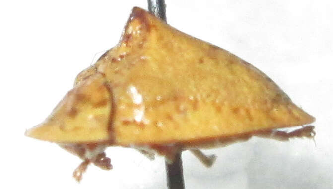 Plancia ëd Acrocassis (Acrocassis) gibbipennis (Boheman 1854)