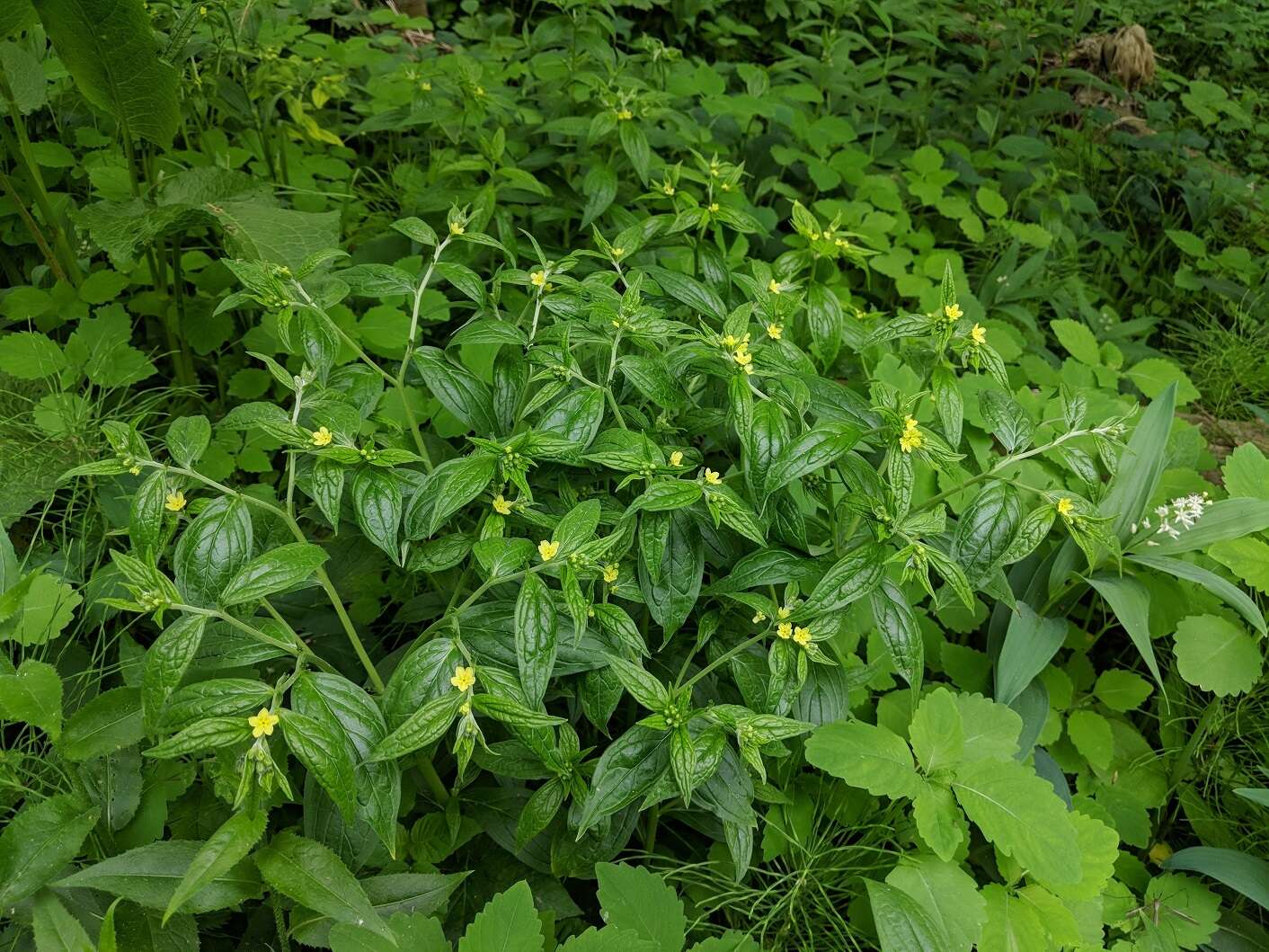 Image of American stoneseed