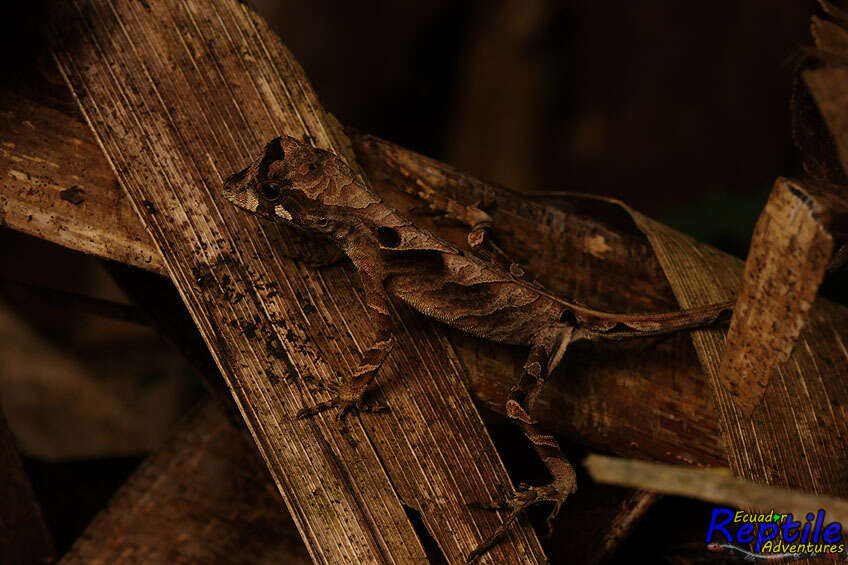 Слика од Anolis scypheus Cope 1864