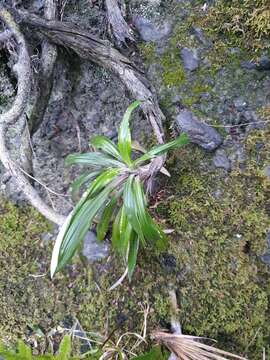 Plancia ëd Celmisia spectabilis subsp. lanceolata (Hook. fil.) D. R. Given