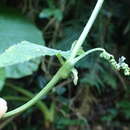 Image of Trichosanthes cucumeroides (Ser.) Maxim.