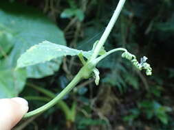 Image of Trichosanthes cucumeroides (Ser.) Maxim.