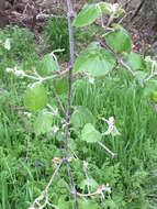 Image of mustang grape