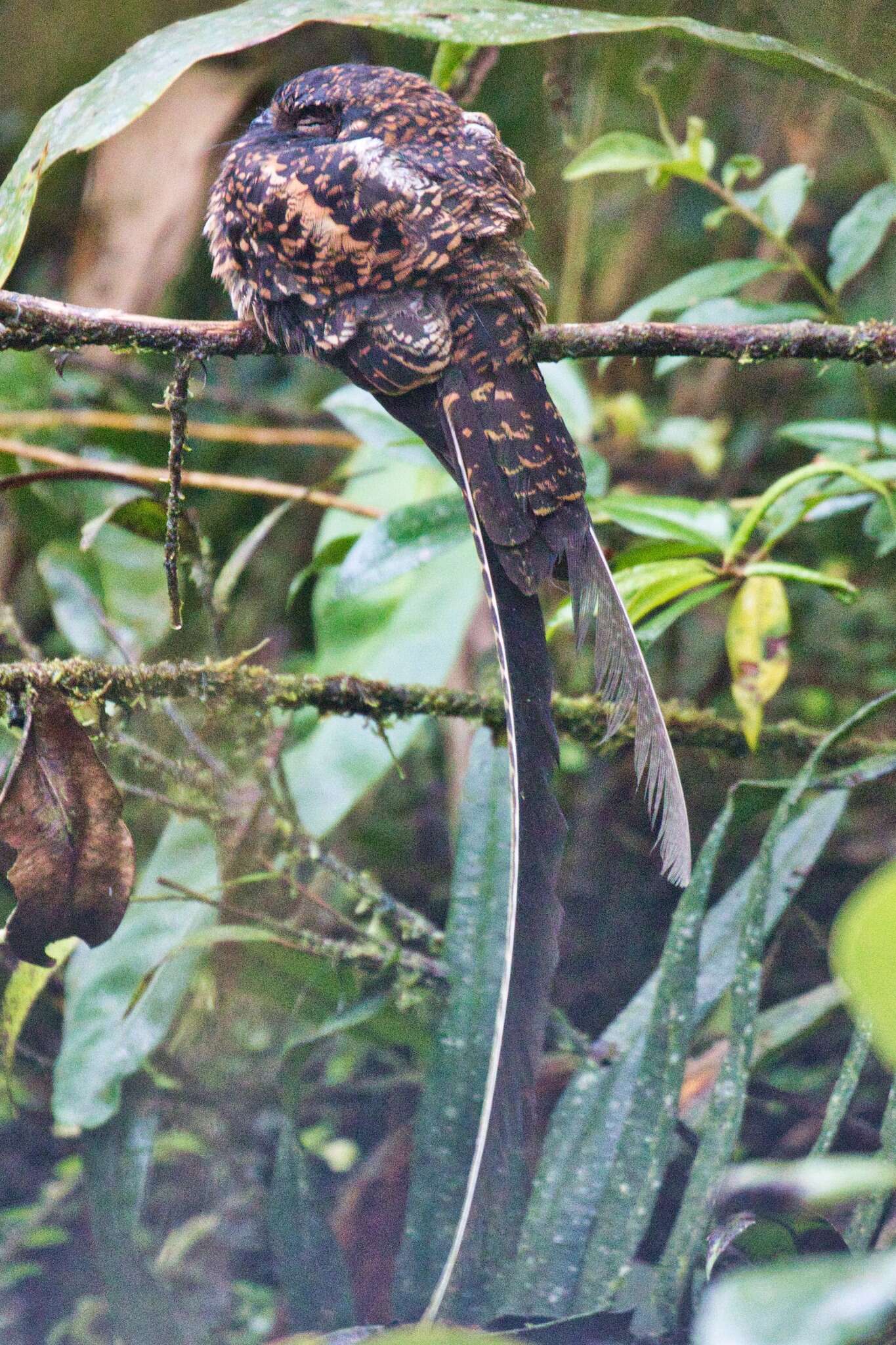 Image of Swallow-tailed Nightjar