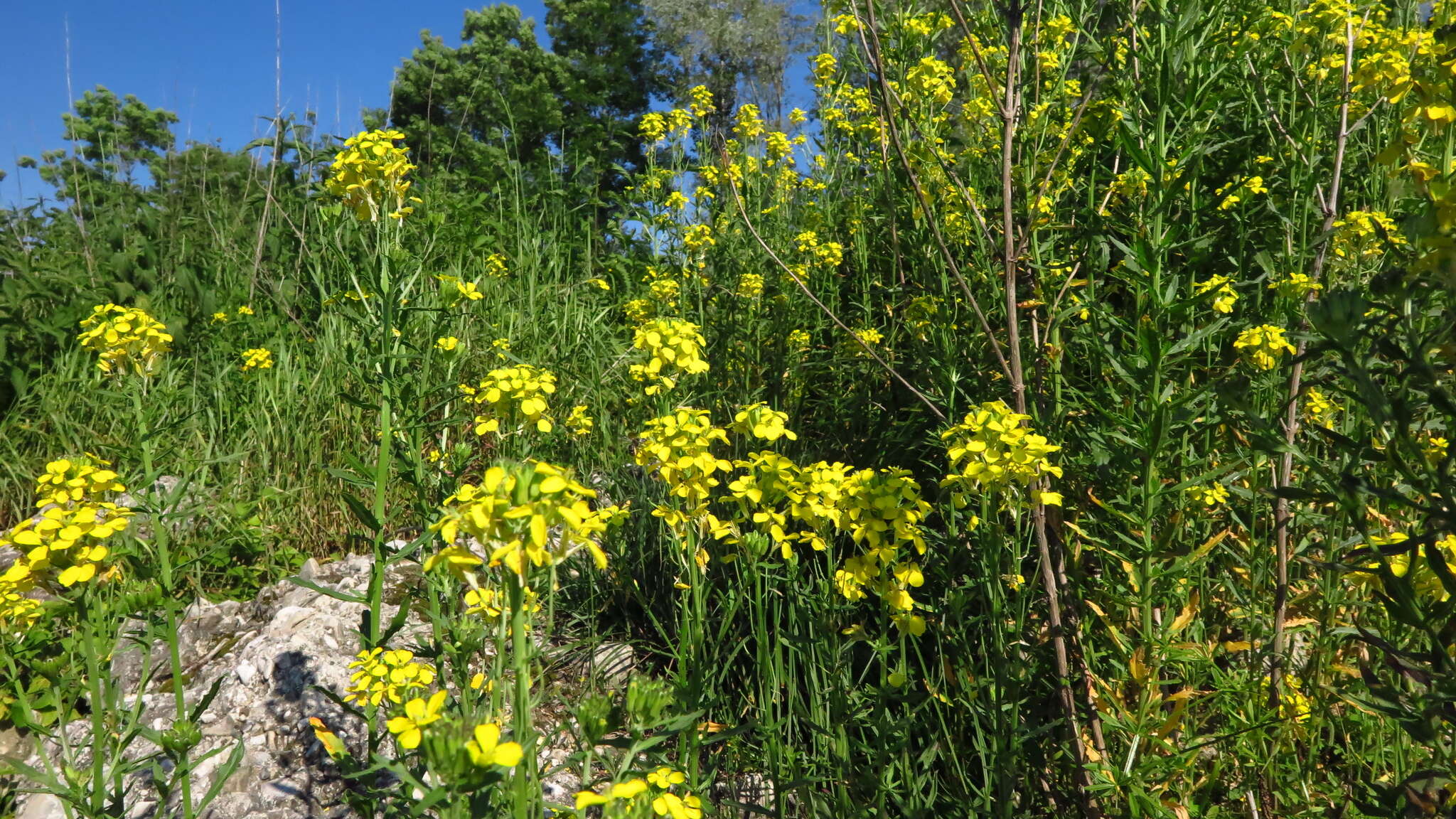 Image of smelly wallflower