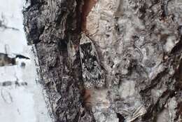 Image of birch sober
