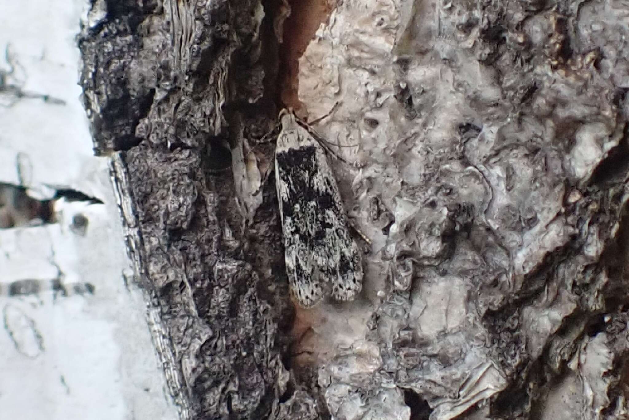 Image of birch sober