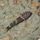 Image of Didogobius splechtnai Ahnelt & Patzner 1995