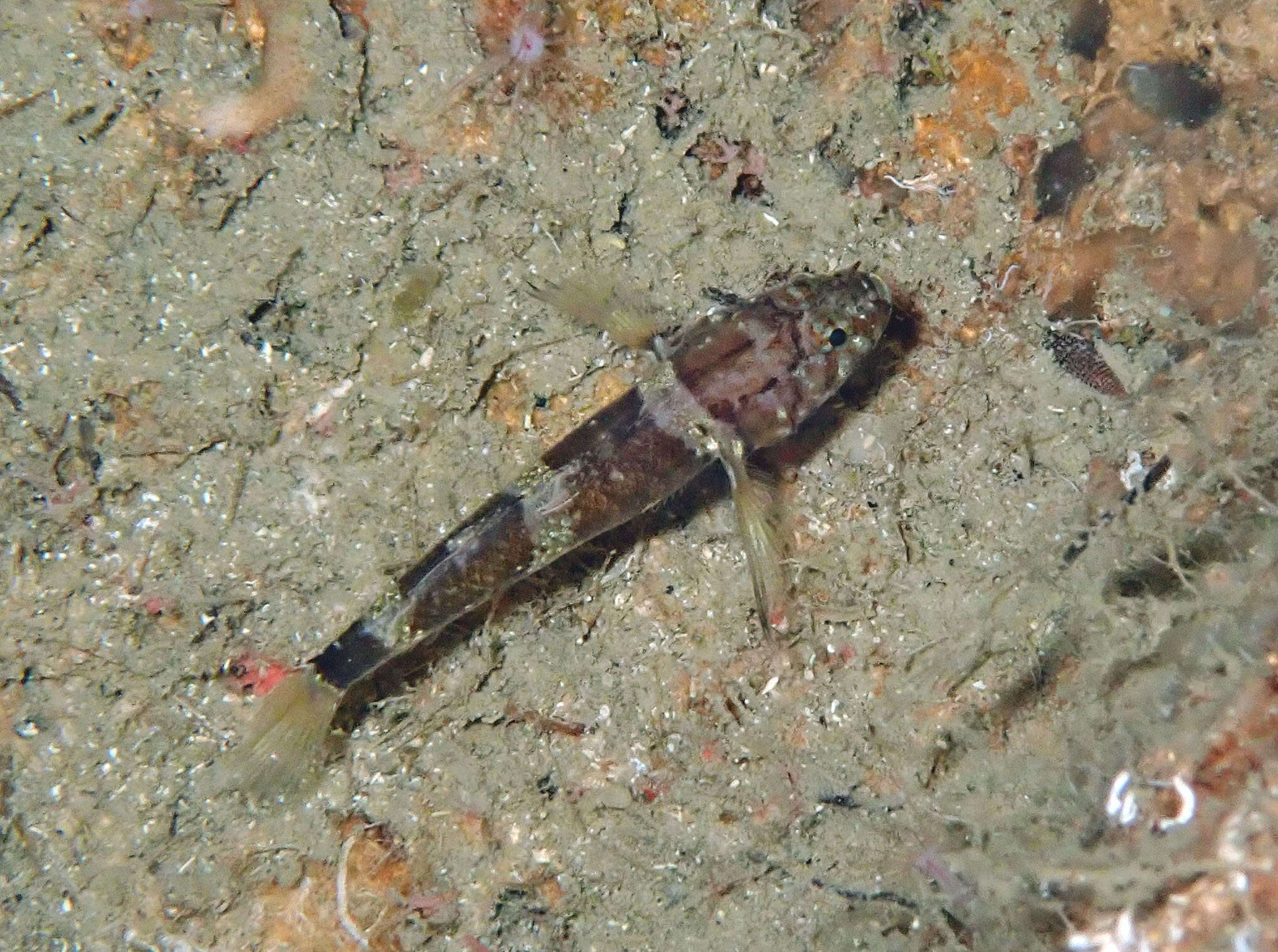 Image de Gobie nain à barres brunes