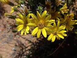 Image of Gorteria alienata (Thunb.) Stångb. & Anderb.