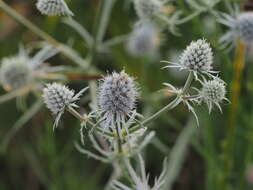 Image of rattlesnakemaster