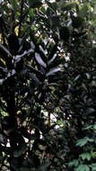 Image de Garcinia subelliptica Merr.