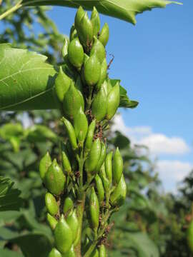 Image of Common Lilac