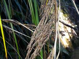 Imagem de Gahnia setifolia (A. Rich.) Hook. fil.