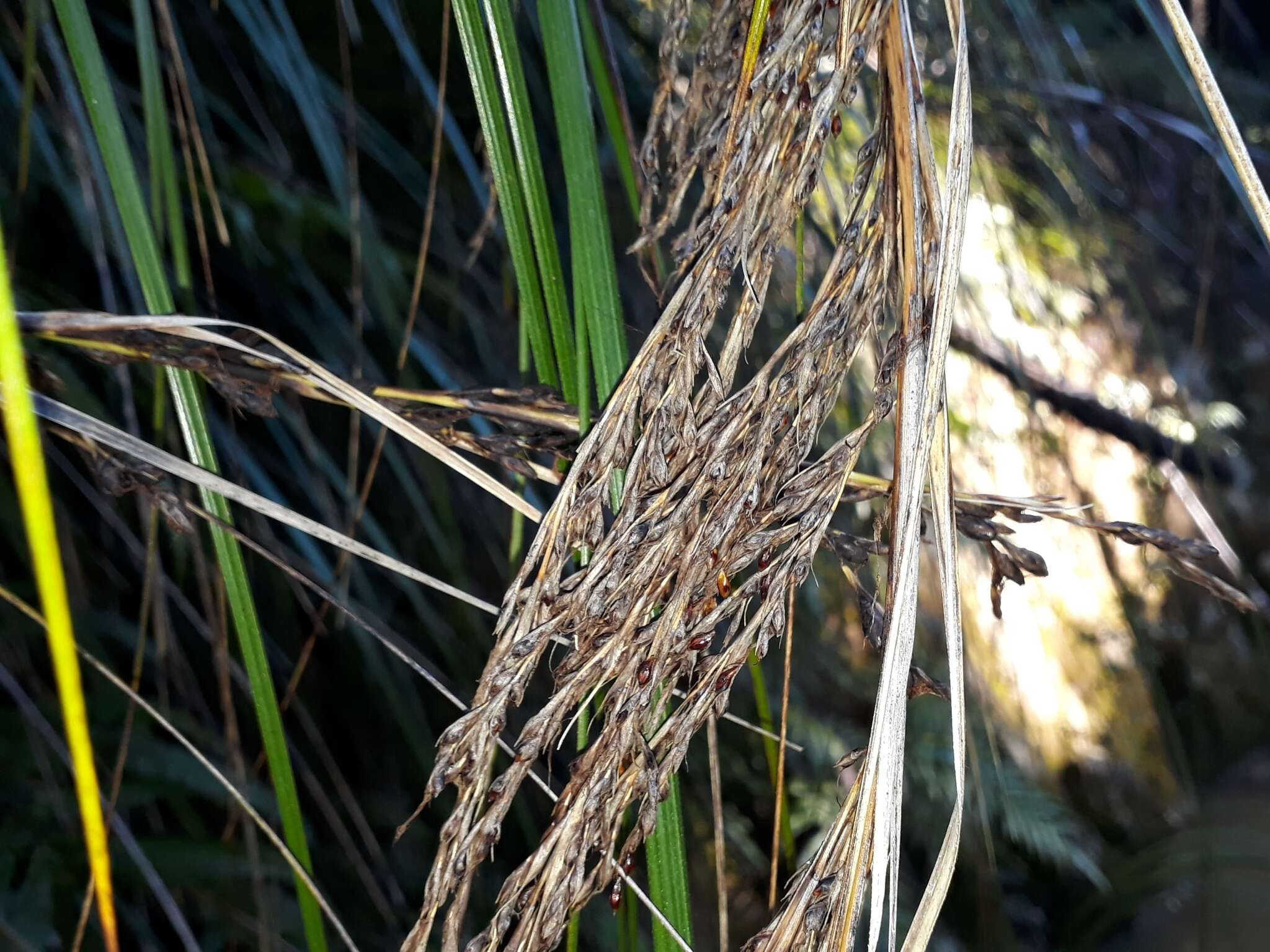 Imagem de Gahnia setifolia (A. Rich.) Hook. fil.