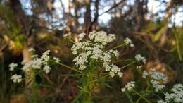 Image of Poranthera corymbosa Brongn.