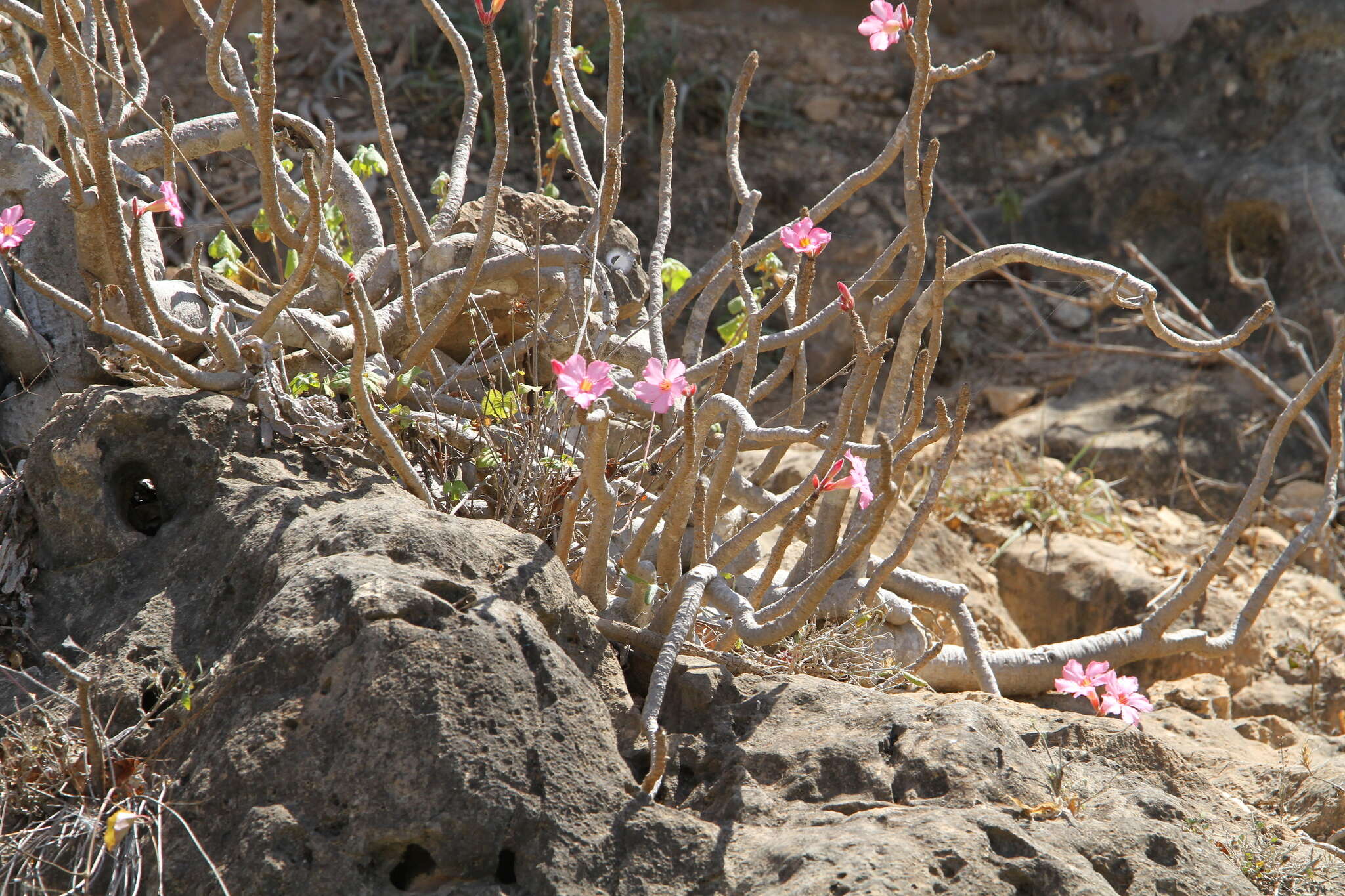 Image of desert rose