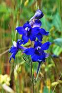 Delphinium menziesii DC.的圖片