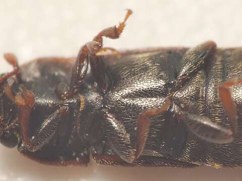 Image of Sap beetle