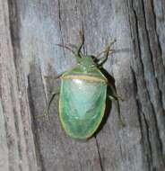 Image of Red-banded Stink Bug